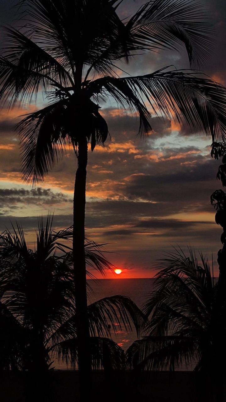 Palmeras frente al mar al atardecer